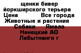 щенки бивер йоркширского терьера › Цена ­ 8 000 - Все города Животные и растения » Собаки   . Ямало-Ненецкий АО,Лабытнанги г.